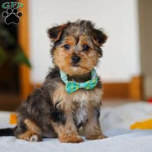 Dallas, Yorkie Poo Puppy